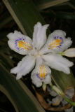 Iris japonica 'Variegata' RCP4-2012 14.JPG